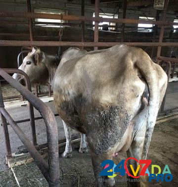 Корова Vichuga - photo 4