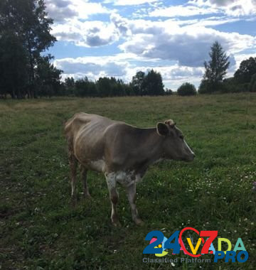 Корова Vichuga - photo 1