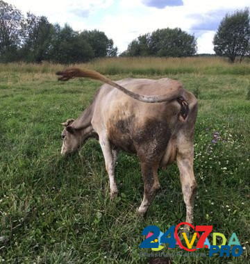 Корова Vichuga - photo 2