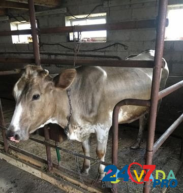 Корова Vichuga - photo 3