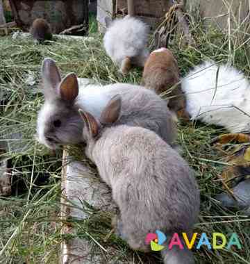 Кролики-милашки (карлики ) Ufa