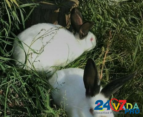 Кролики с/х Калифорнийской породы Архангельск - изображение 3