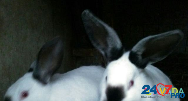 Кролики с/х Калифорнийской породы Arkhangel'sk - photo 4