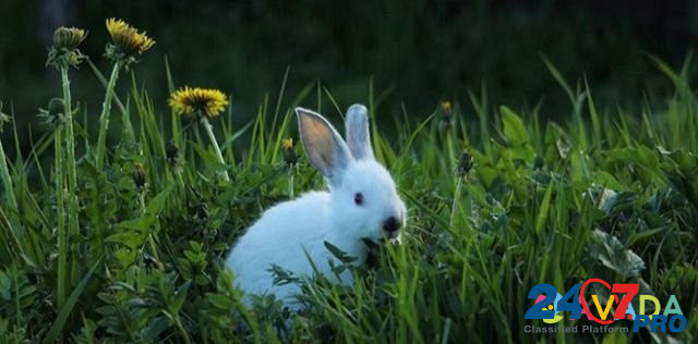 Кролики с/х Калифорнийской породы Arkhangel'sk - photo 1