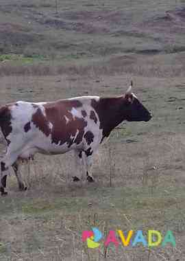 Корова Tuymazy