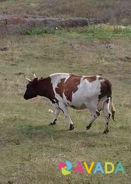 Корова Tuymazy
