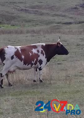 Корова Туймазы - изображение 1