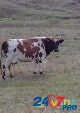Корова Туймазы - изображение 2
