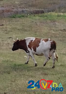 Корова Туймазы - изображение 3