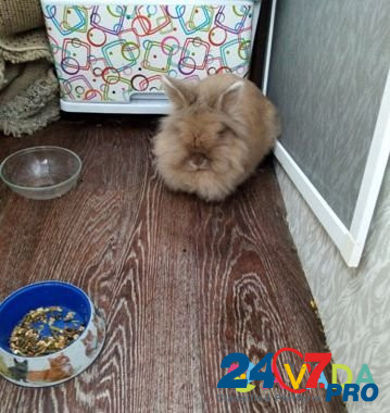 Кролик Kirov - photo 1