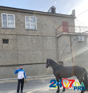 Лошади Makhachkala - photo 4