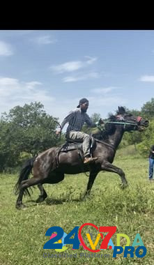 Лошади Makhachkala - photo 3