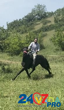 Лошади Makhachkala - photo 2