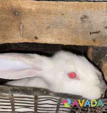 Кролик домашний Volgodonsk