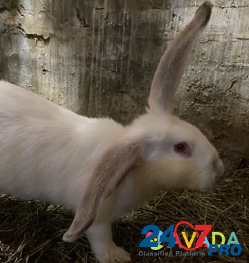 Кролик домашний Volgodonsk - photo 2