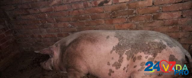 Продам домашних свиней ж/в Kropotkin - photo 1