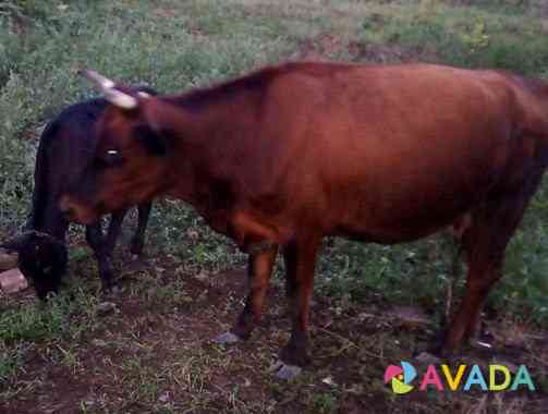 Корова с телёнком Nevinnomyssk