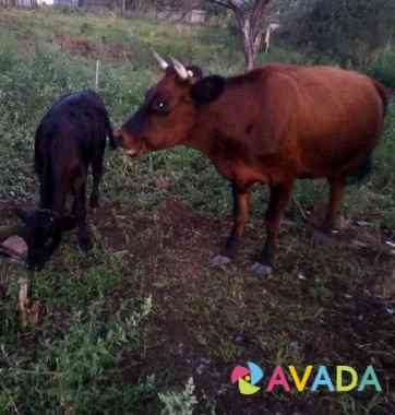 Корова с телёнком Nevinnomyssk