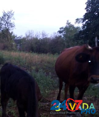 Корова с телёнком Nevinnomyssk - photo 2