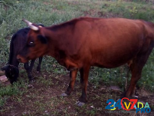 Корова с телёнком Nevinnomyssk - photo 3
