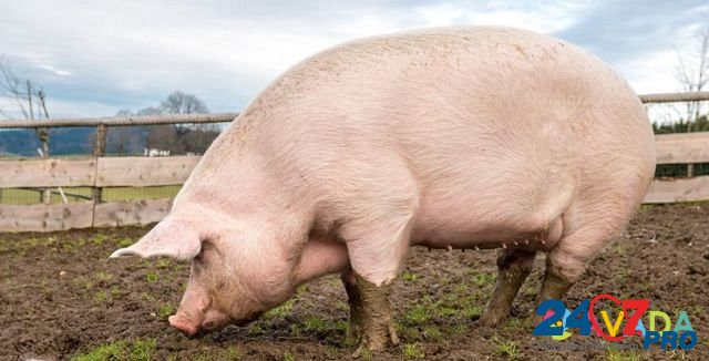Продам свинью на мясо, цена договорная Ставрополь - изображение 1