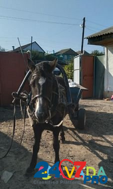 Лошадь D'yakonovo - photo 2