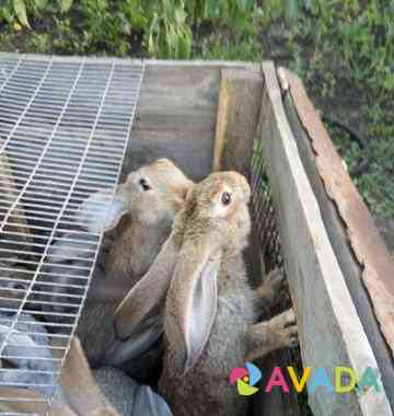 Кролики Шумиха