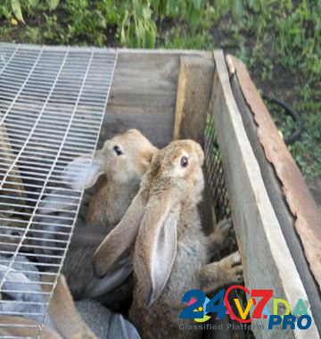 Кролики Шумиха - изображение 2