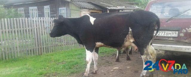 Продам быка и корову или на обмен Kuvshinovo - photo 4