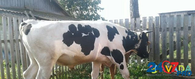 Продам быка и корову или на обмен Kuvshinovo - photo 6