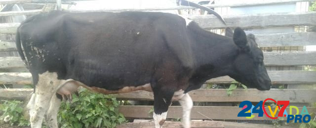 Продам быка и корову или на обмен Kuvshinovo - photo 3