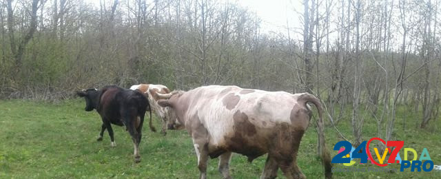 Продам быка и корову или на обмен Kuvshinovo - photo 2