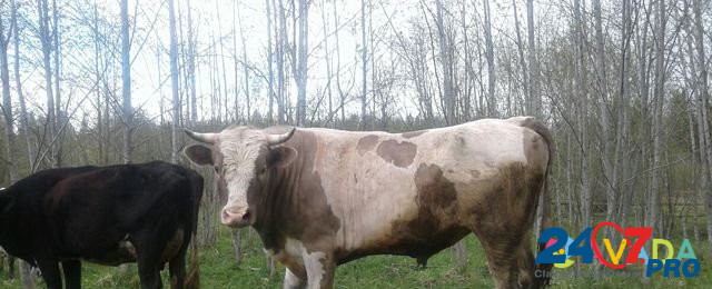 Продам быка и корову или на обмен Kuvshinovo - photo 1