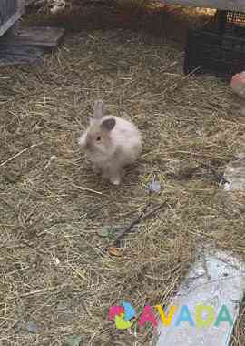Кролики Yessentukskaya