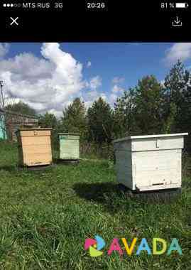 Пчелосемьи Zvenigovo
