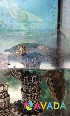 Черепаха Домодедово