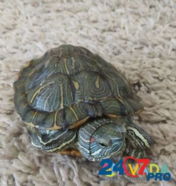 Черепаха Sterlitamak - photo 1