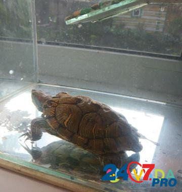 Черепаха Sterlitamak - photo 2