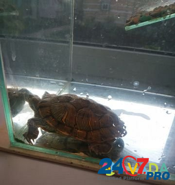 Черепаха Sterlitamak - photo 3