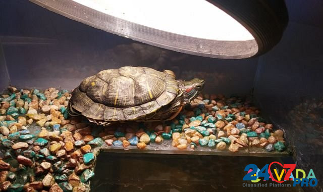 Черепаха Sterlitamak - photo 4