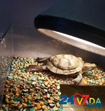 Черепаха Sterlitamak - photo 5