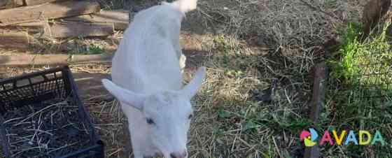 Козлики от молочных мам 5 мес Южноуральск