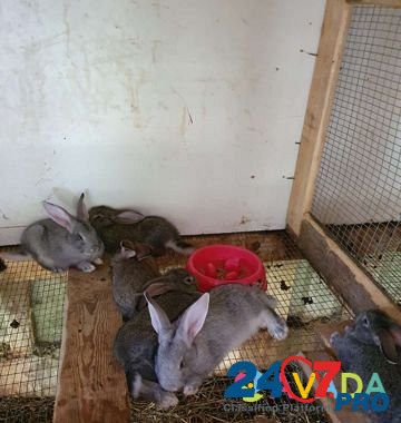 Кролики Новомихайловский кп - изображение 4
