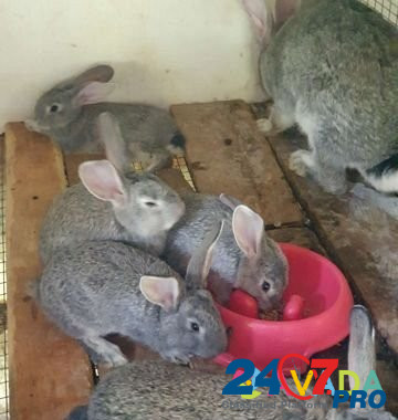 Кролики Новомихайловский кп - изображение 1