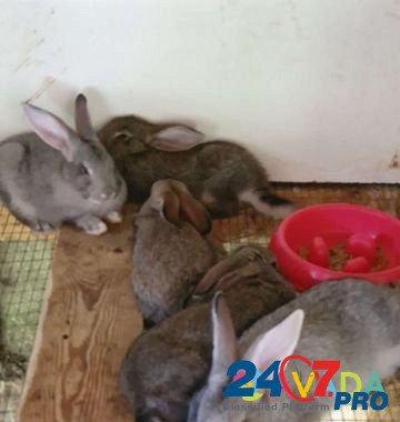 Кролики Новомихайловский кп - изображение 5
