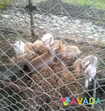 Кролики на развод Kurganinsk