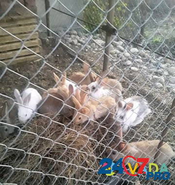 Кролики на развод Kurganinsk - photo 2