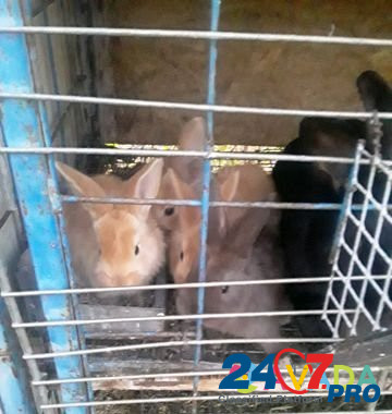Кролики на развод Kurganinsk - photo 1