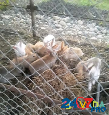 Кролики на развод Курганинск - изображение 4