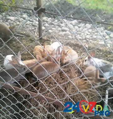 Кролики на развод Kurganinsk - photo 3